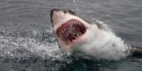 Australia shark attack