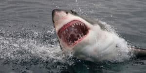 Australia shark attack