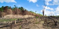 Indonesia stops a movie about Papua forests