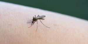 Washington D.C. fights with mosquitoes