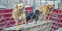 South Korea s last summer with dog meat