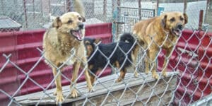 South Korea s last summer with dog meat