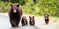 A concert for bears