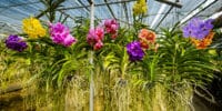 A man makes new orchids