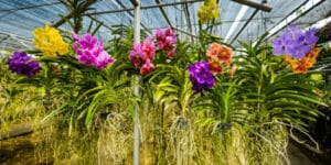 A man makes new orchids