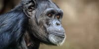 Chimpanzees are back in the wild