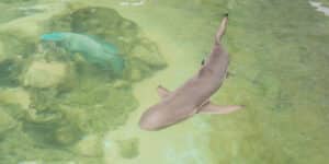 A shark in a canal
