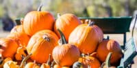Pumpkin festival