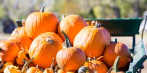 Pumpkin festival