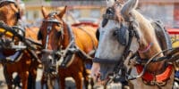 No more horses in the streets of New York