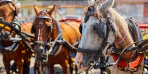 No more horses in the streets of New York